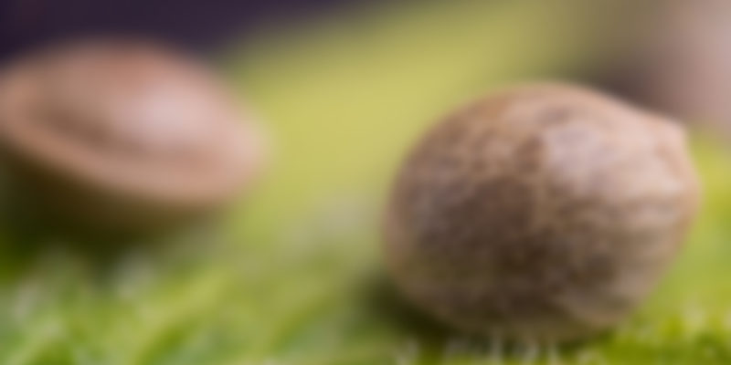 https://www.morcannabis.us/wp-content/uploads/2019/04/shutterstock_702432049-800x400.jpg