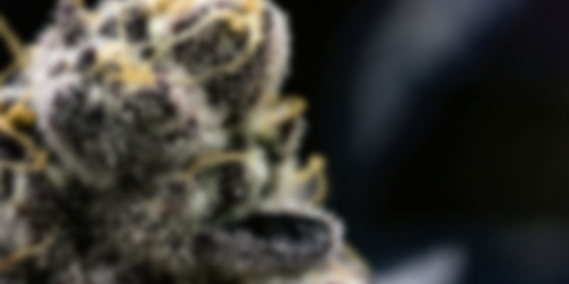 https://www.morcannabis.us/wp-content/uploads/2020/04/img_canimed_3-800x400.jpg